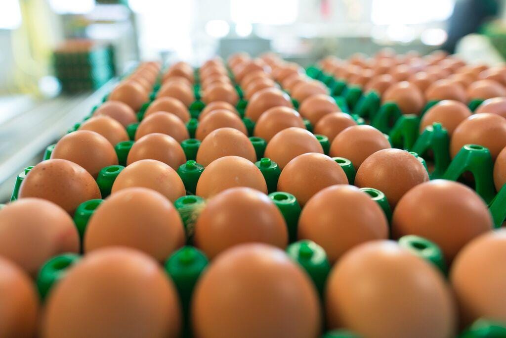 Tabela de classificação de ovos é atualizada pela Portaria SDA Nº 634 Tabela de classificação de ovos é atualizada pela Portaria SDA Nº 634