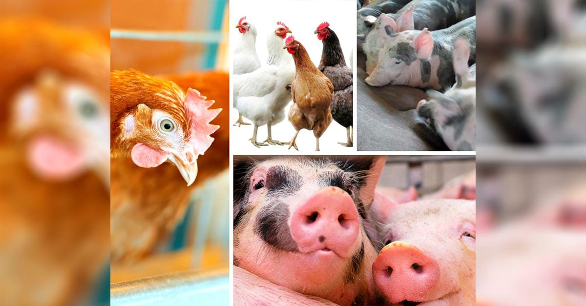 Começa hoje a 34ª Reunião Anual do CBNA – Aves, Suínos e Bovinos Começa hoje a 34ª Reunião Anual do CBNA – Aves, Suínos e Bovinos