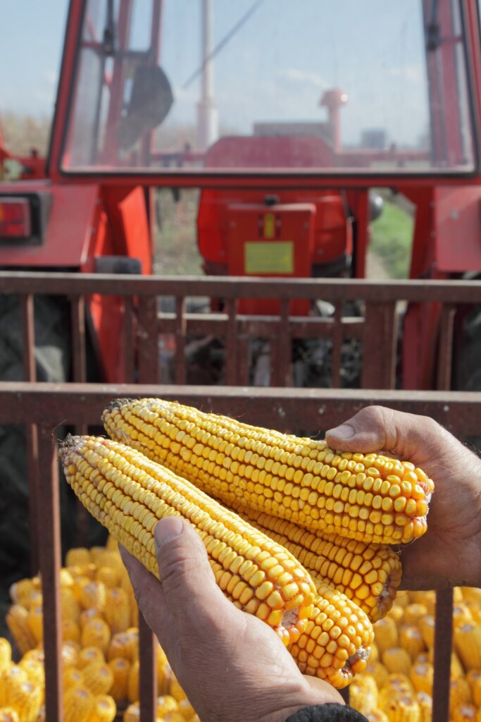 Conab atende demanda da ABCS e realiza Leilão de Milho