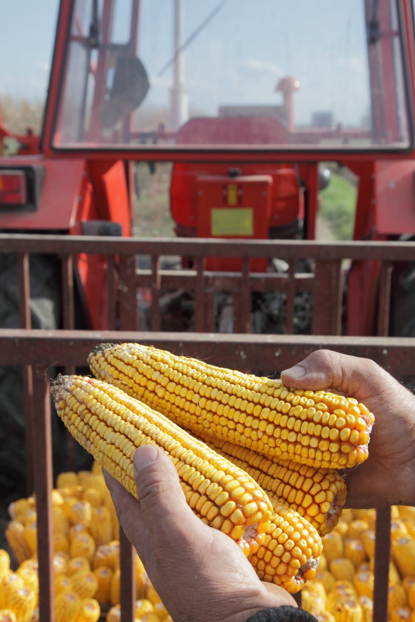 Programa de incentivo ao plantio de milho já tem adesão de agricultores que soma área 40 mil hectares Programa de incentivo ao plantio de milho já tem adesão de agricultores que soma área 40 mil hectares