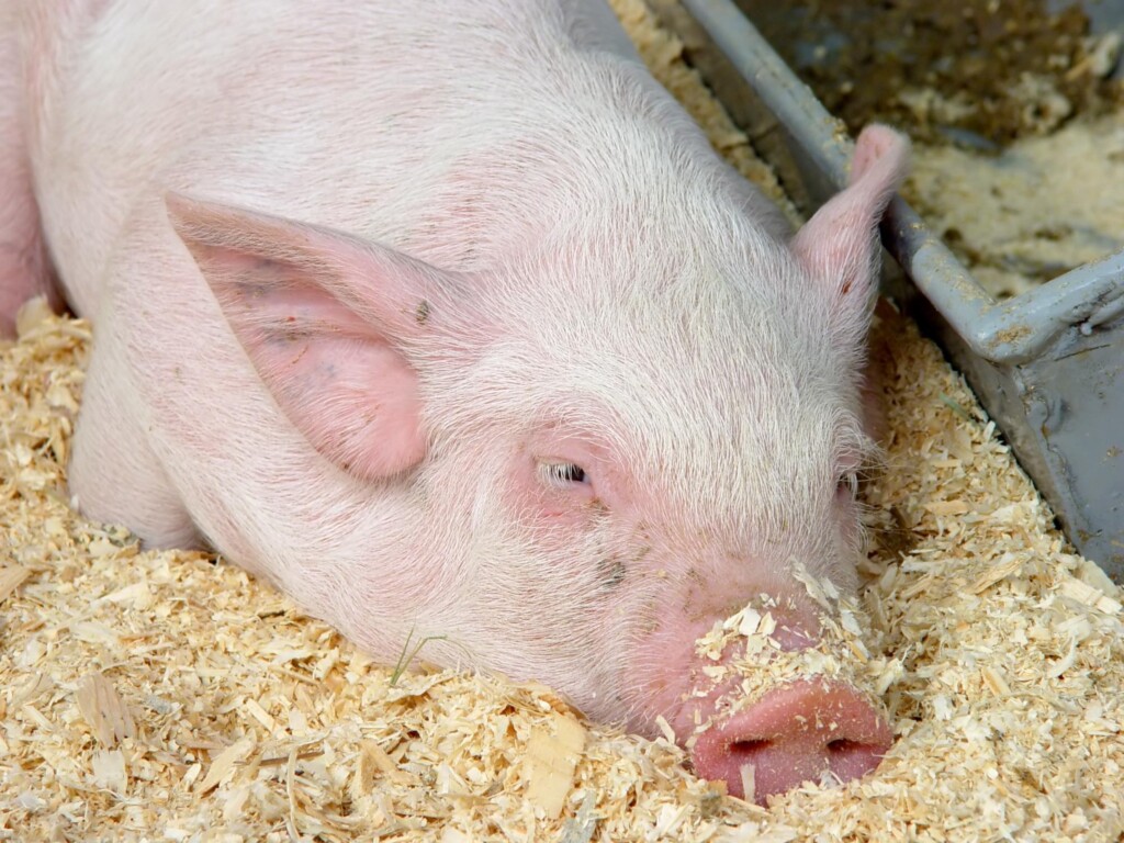 Compostagem como destinação de carcaças de suínos