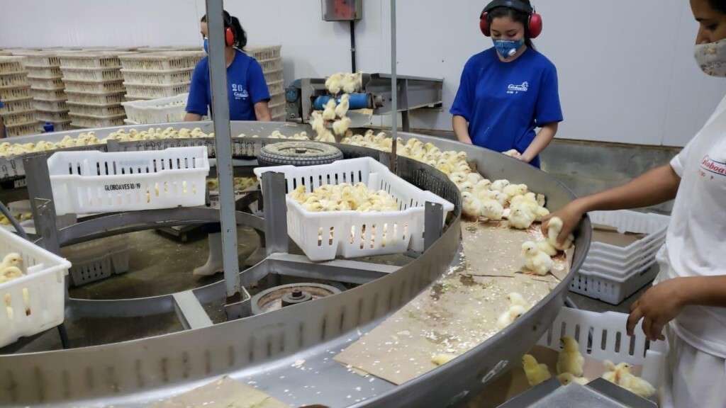 Único frigorífico apto a exportar em Rondônia, Globoaves vai ampliar abates