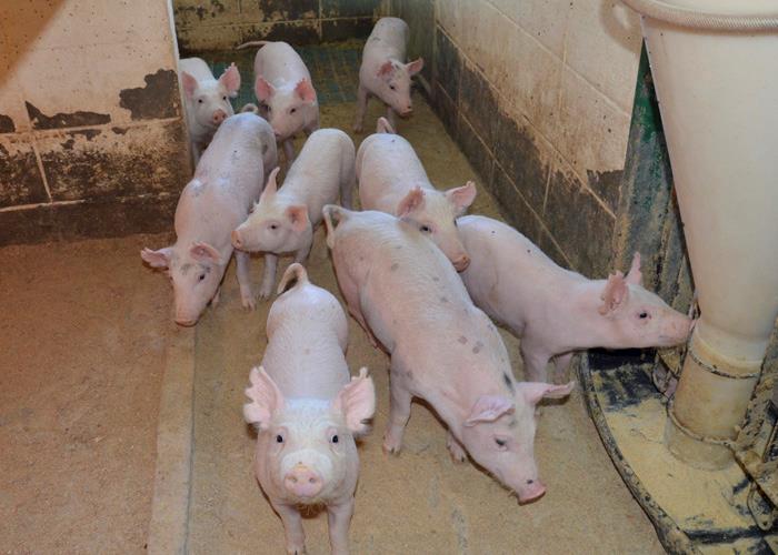 Poder de compra frente ao milho é o menor no último ano, aponta Cepea