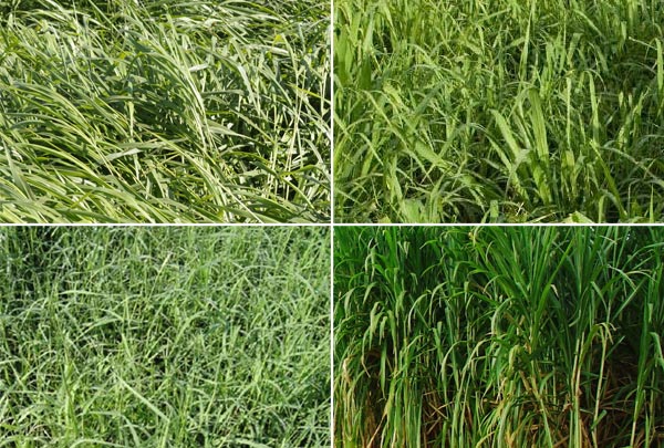 Biomassa de forrageiras será usada para gerar energia elétrica