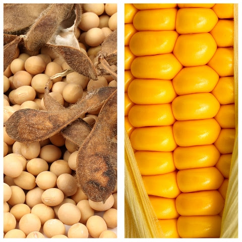 Exportações de grãos rumo a novos recordes