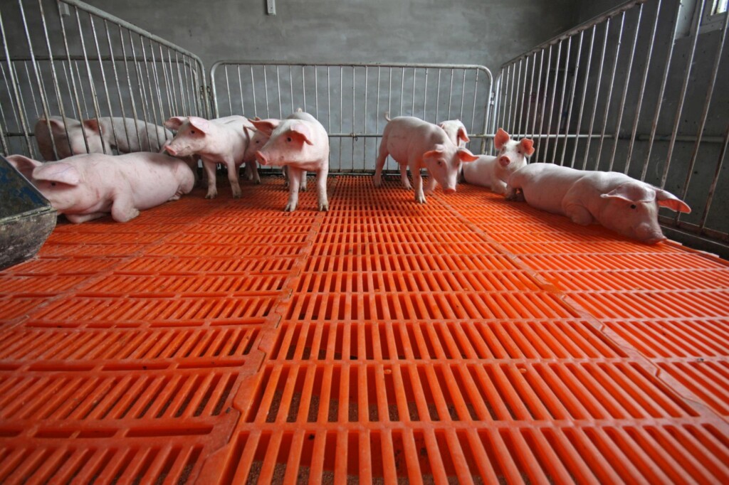 Surto de PSA na China deve ser a chave para o Brasil exportar mais carne suína em 2019