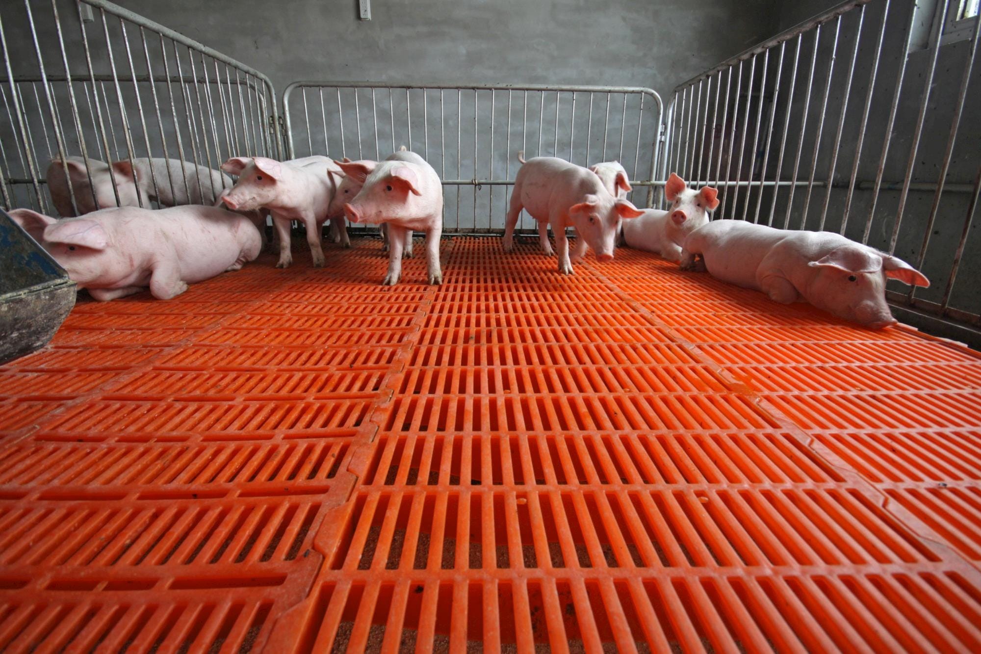 Surto de PSA na China deve ser a chave para o Brasil exportar mais carne suína em 2019 Surto de PSA na China deve ser a chave para o Brasil exportar mais carne suína em 2019