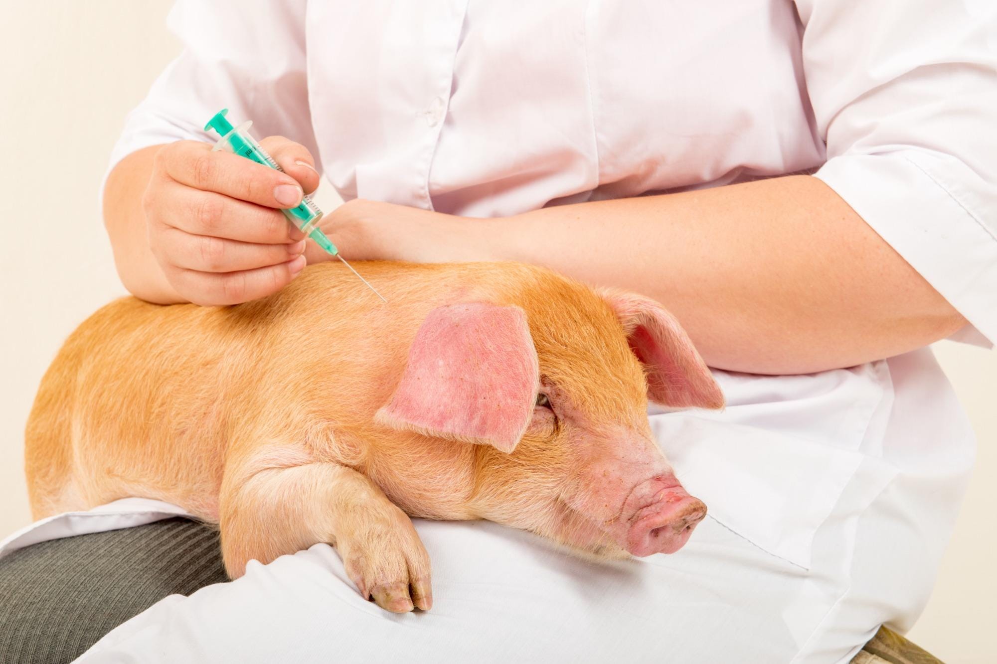 A importância do Médico Veterinário