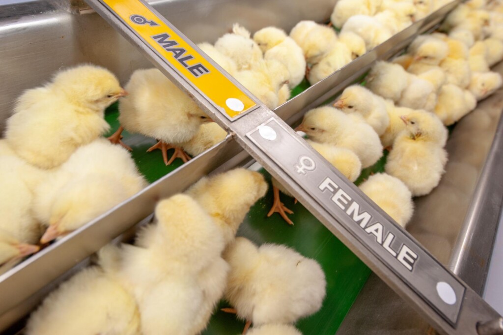 O fim do descarte de pintos machos?