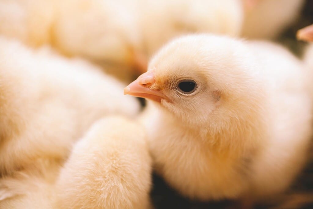 Estudo comprova que papel kraft é boa opção para avicultura sustentável