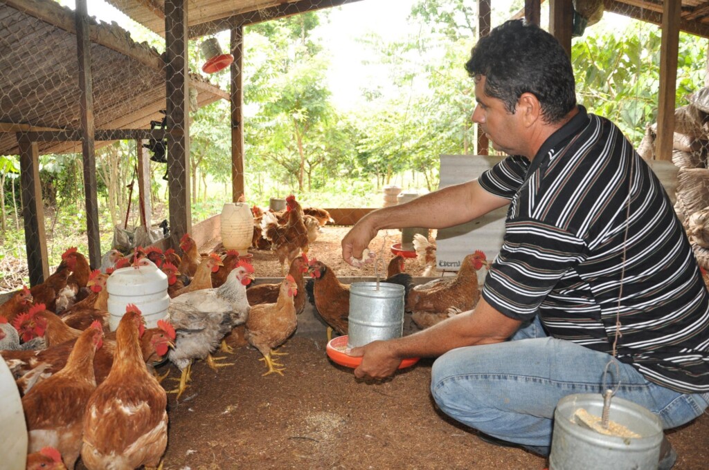 O setor avícola tocantinense segue ganhando destaques e investimentos