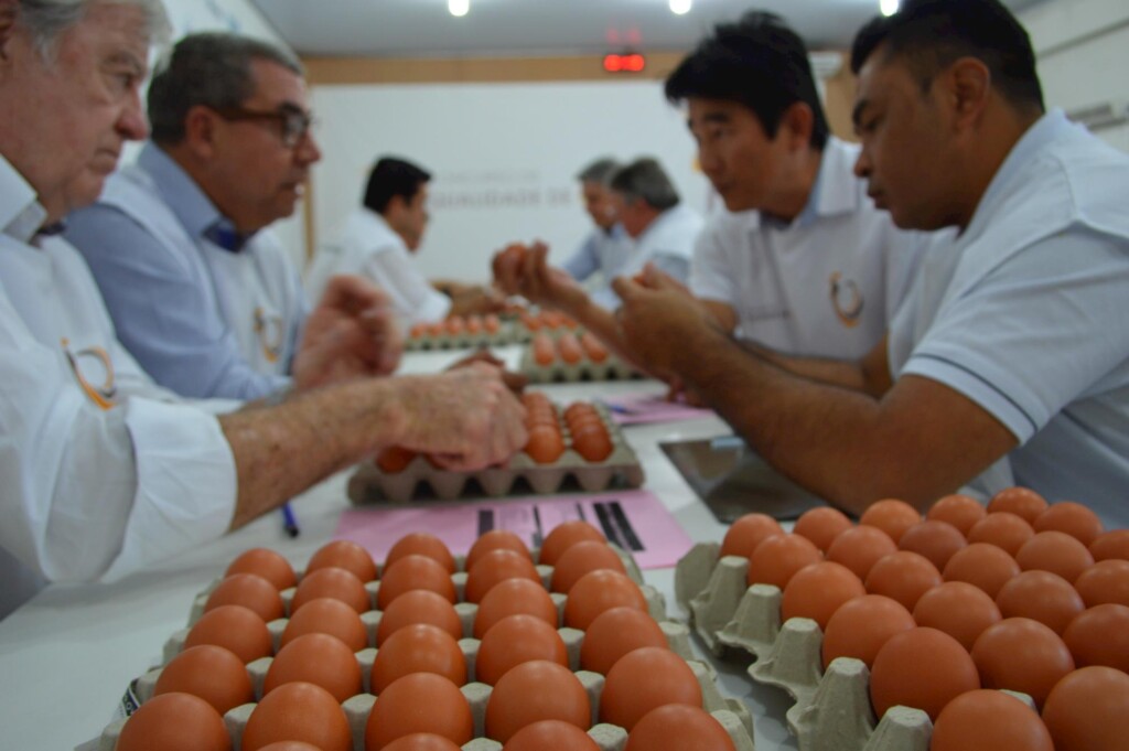Granja Higashi é campeã em ovos brancos e vermelhos
