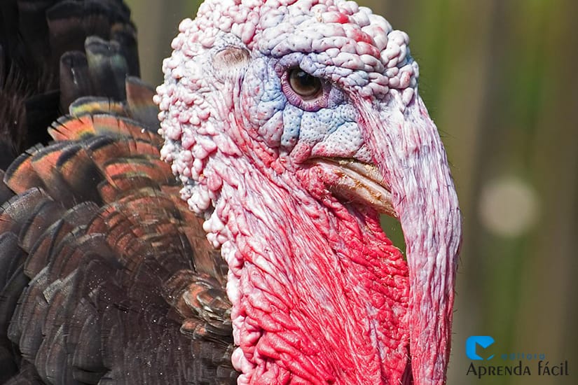 EUA consideram vacinação seletiva de perus para combater a gripe aviária