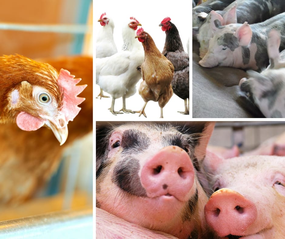 Cálcio e fósforo digestível para avicultura e suinocultura