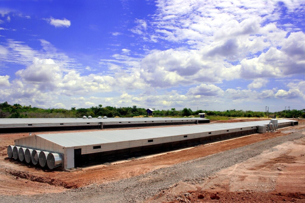 Desperdícios que o lean pode ajudar a eliminar em sua granja