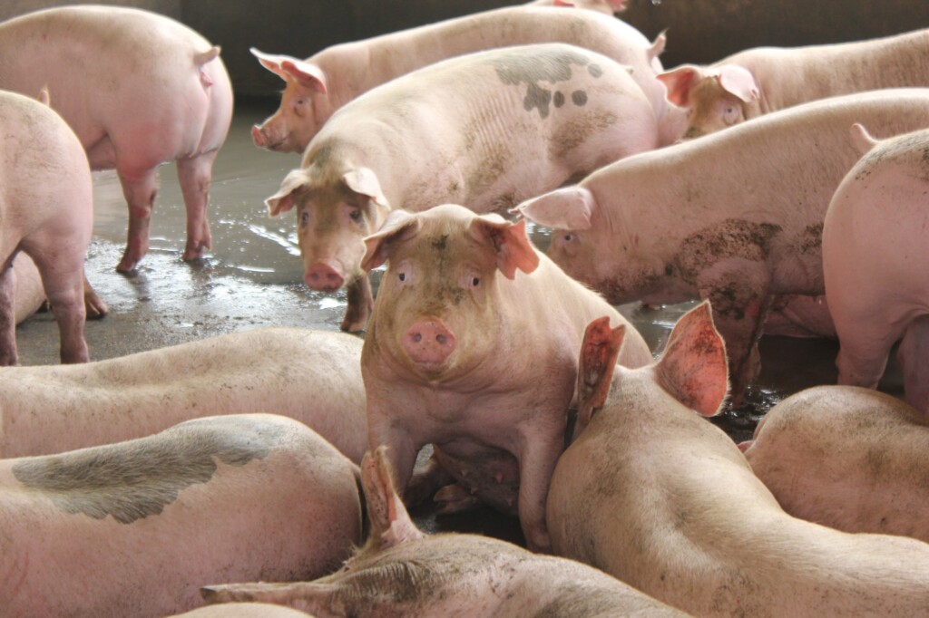 China irá comprar carne suína para reservas estatais com o objetivo de sustentar preços