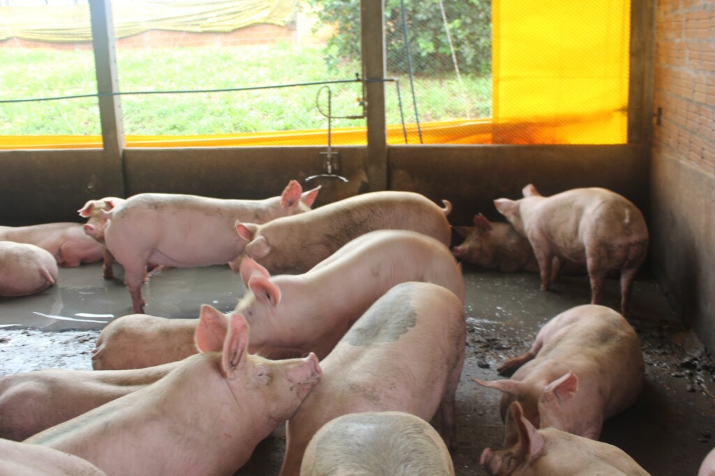 Mapa reforça vigilância após ocorrências de Peste Suína Africana na República Dominicana