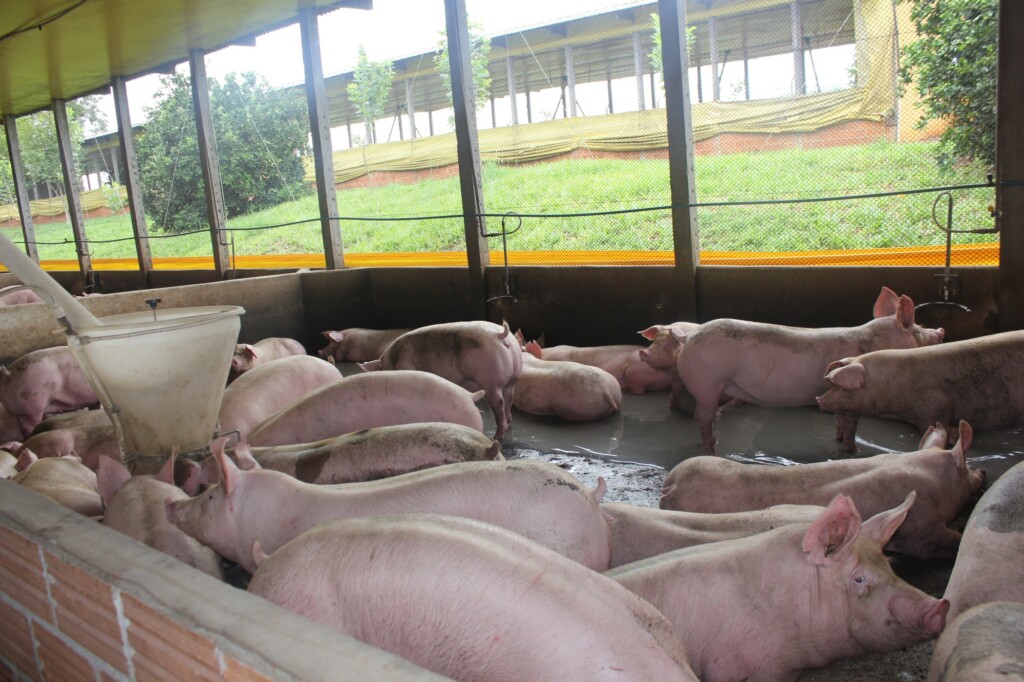 Pesquisa aponta estabilidade no preço médio do suíno independente no RS