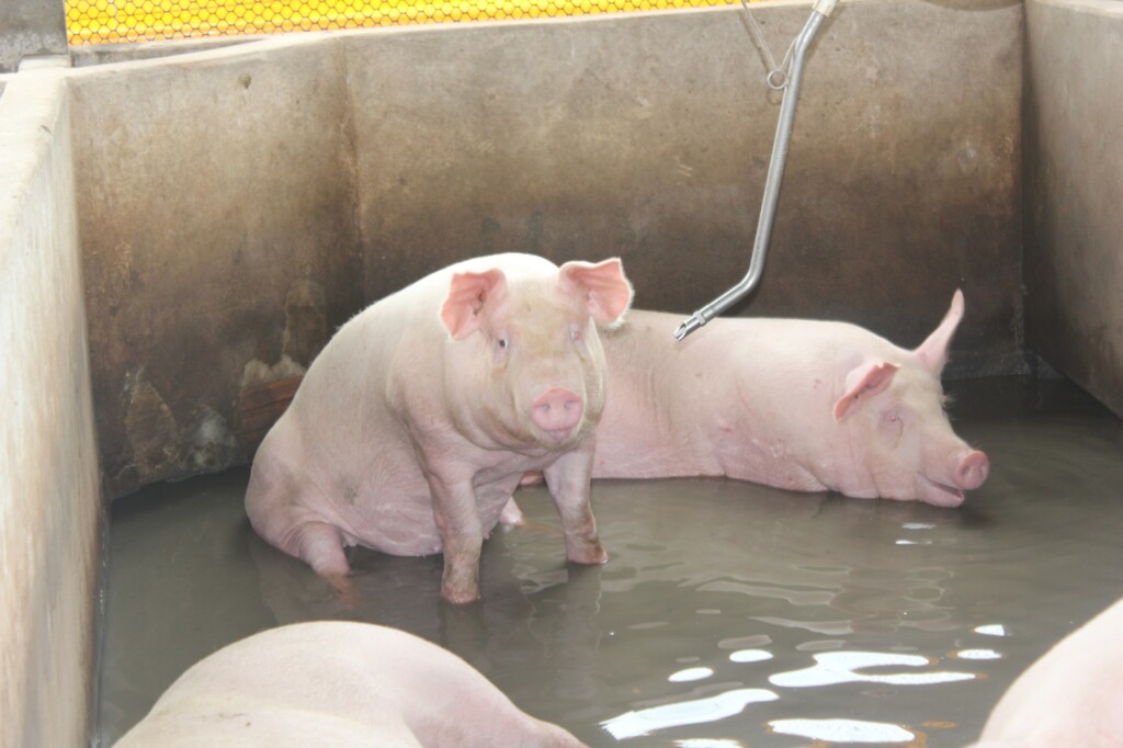 Demanda das agroindústrias sustentam preços do suíno vivo