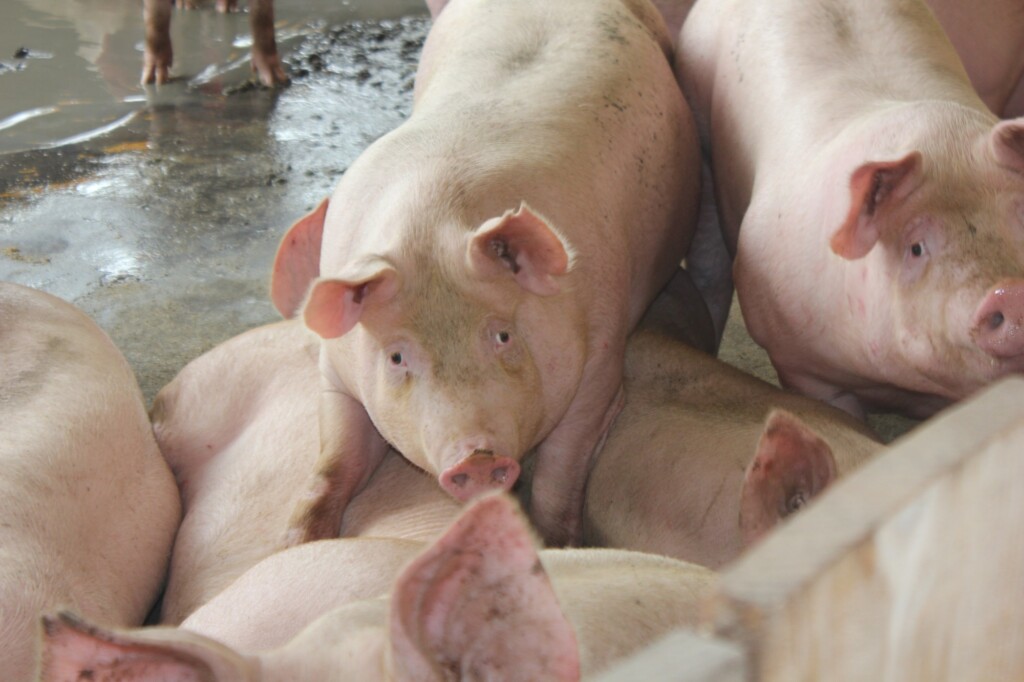 Preços recebidos pelos suinocultores paulistas ficaram 34,8% maiores em 2019