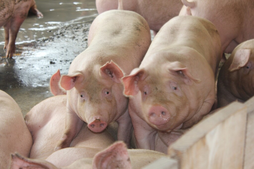 Exportações de carne suína de SC batem recorde histórico para o semestre