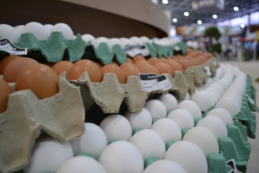 Jornada Técnica da Festa do Ovo discute abastecimento