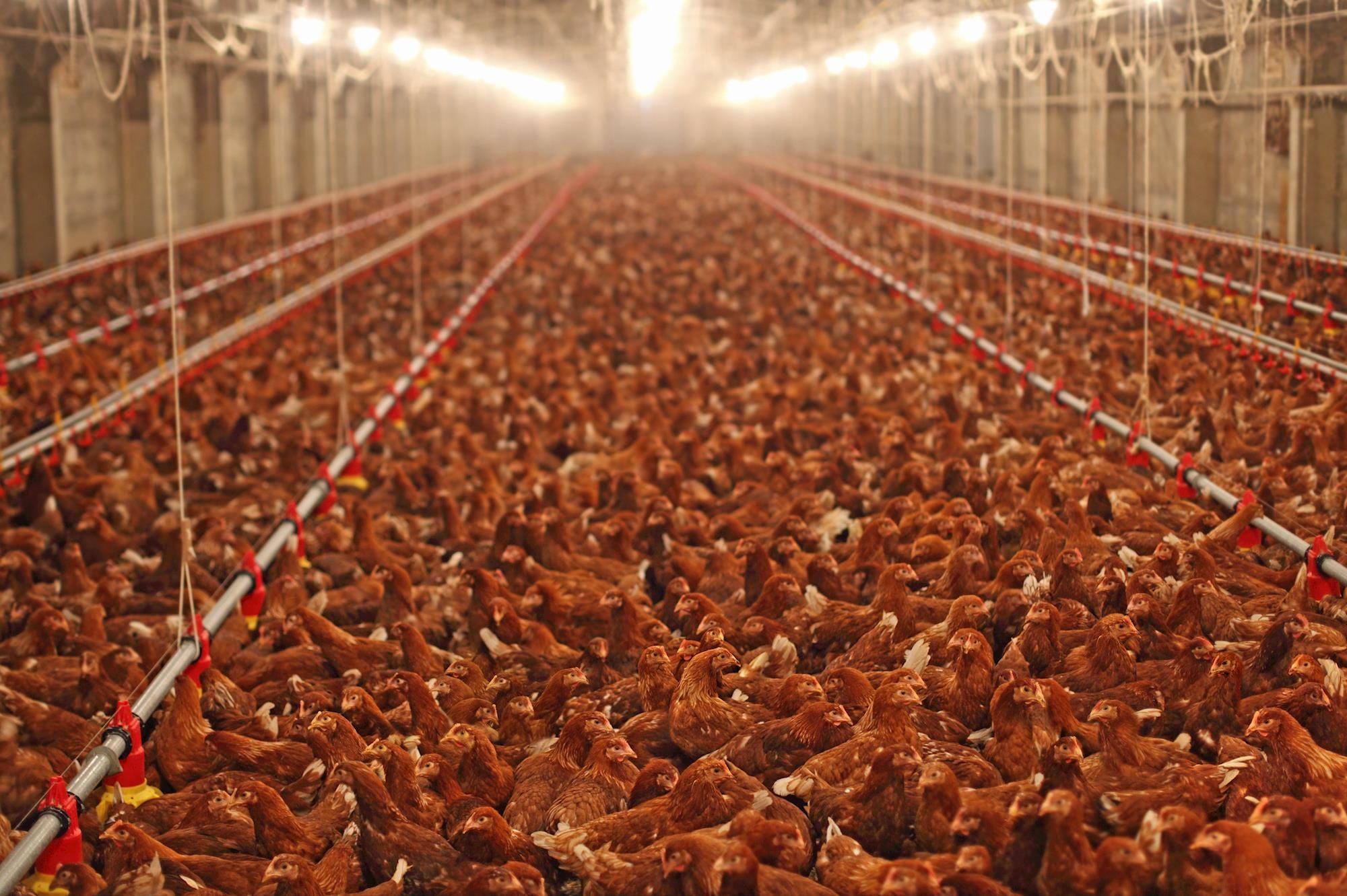 26 milhões de aves estão sem comida na Região do Café e Norte do Vale