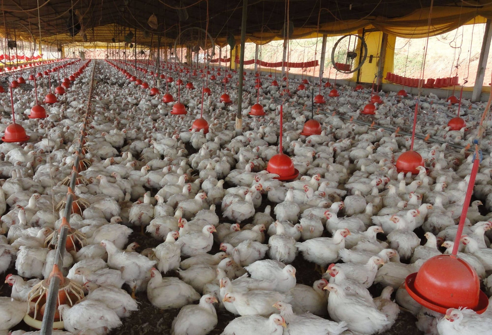 Embrapa valida técnica que inativa vírus na cama de frango reutilizada