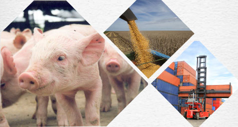 2017 será um ano de recuperações para o suinocultor brasileiro, diz associação