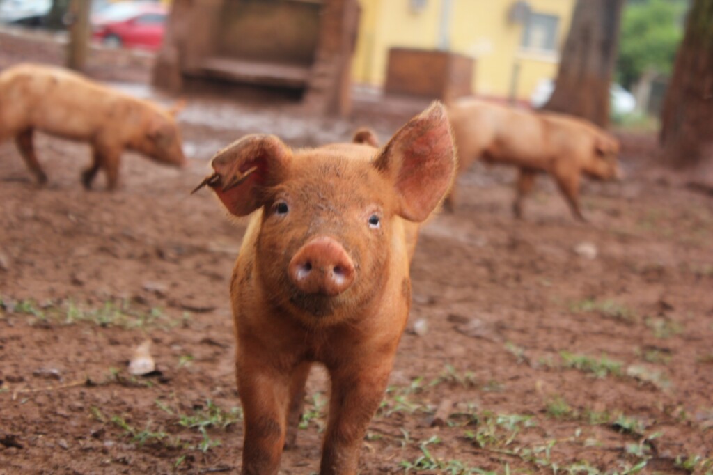 Machos estressados, leitões estressados?