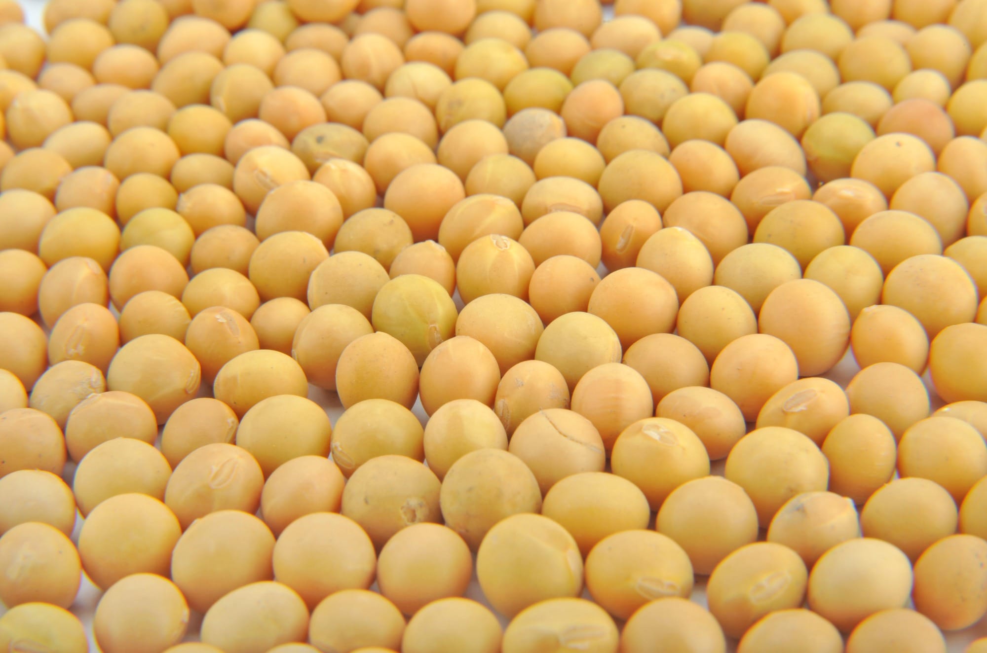 Produção de soja em Santa Catarina deverá crescer 7%
