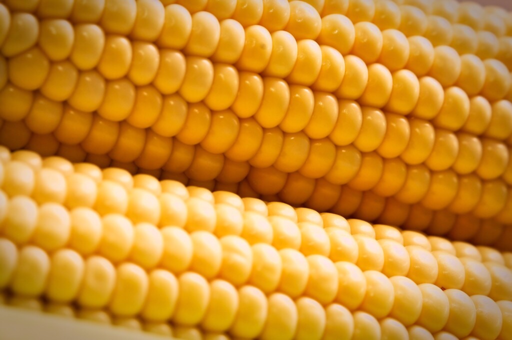 Avicultura mineira analisa importação de milho para suprir mercado agroindustrial