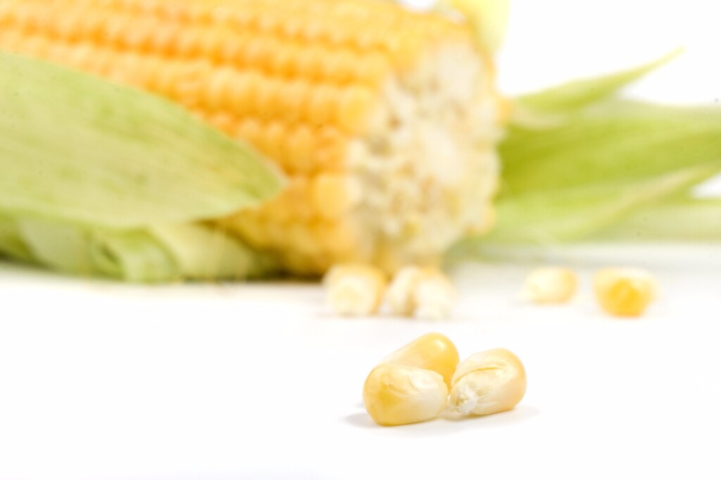 Conab vai socorrer criadores de aves e suínos na falta de milho