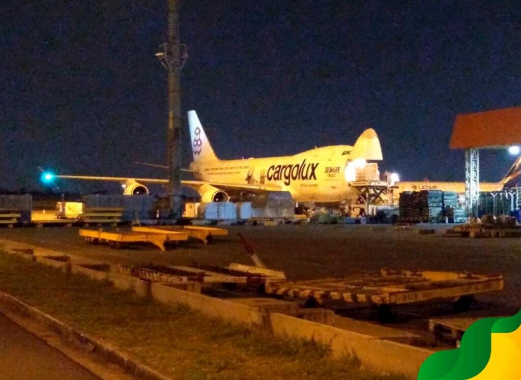 Lote de fêmeas puras importadas Dinamarca chegam ao Brasil