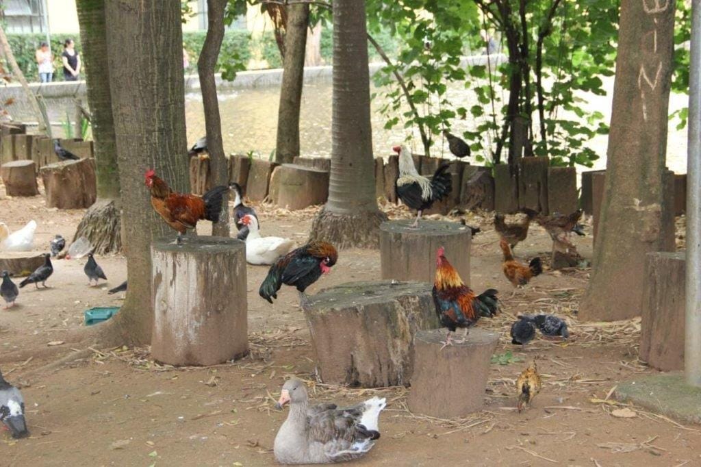 Parque em SP tem aves locais isoladas para evitar contaminação por gripe aviária