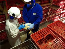 Auditores agropecuários intensificam vigilância para evitar entrada da influenza aviária