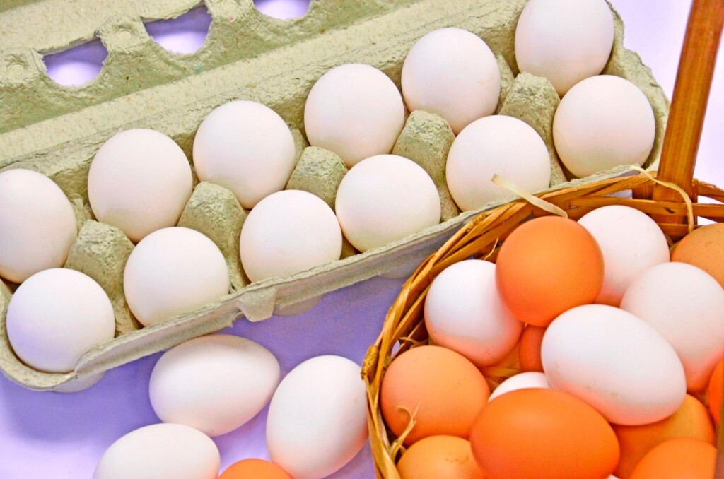 Produção de ovos atinge marca recorde de 54 bilhões de unidades