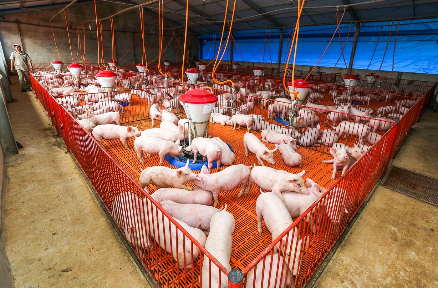 Acre se mantém como zona livre de peste suína clássica Acre se mantém como zona livre de peste suína clássica