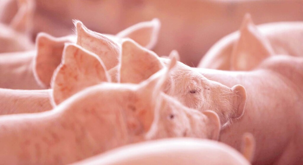 Aminoácidos de cadeia ramificada (AACR): o que há de novo? – por Lucas Alves Rodrigues