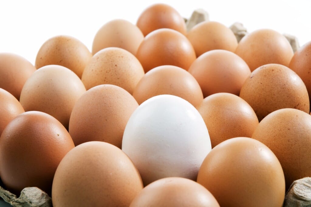 África do Sul oficializa abertura de mercado para ovos brasileiros