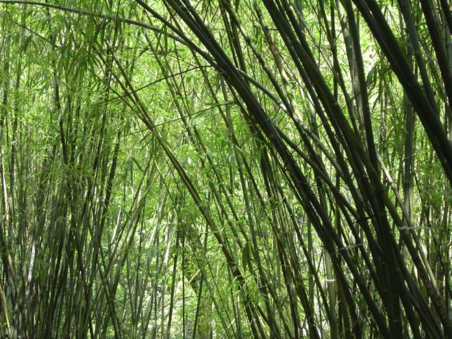 Canadá busca propostas para projetos da cadeia de fornecimento de biomassa