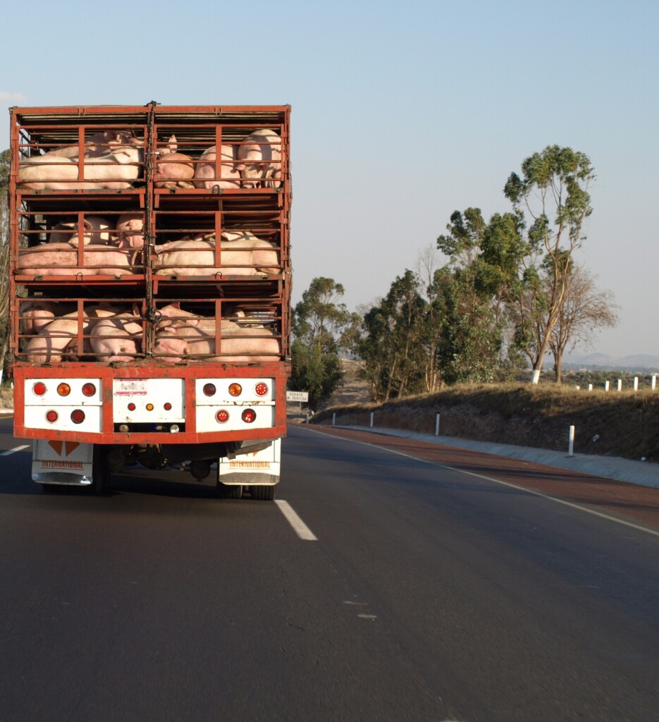 STF mantém suspensa lei que proíbe transporte de animal vivo em Santos