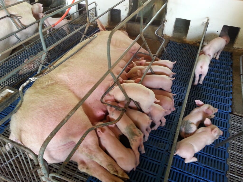 Manejo de leitões em matrizes hiperprolíficas