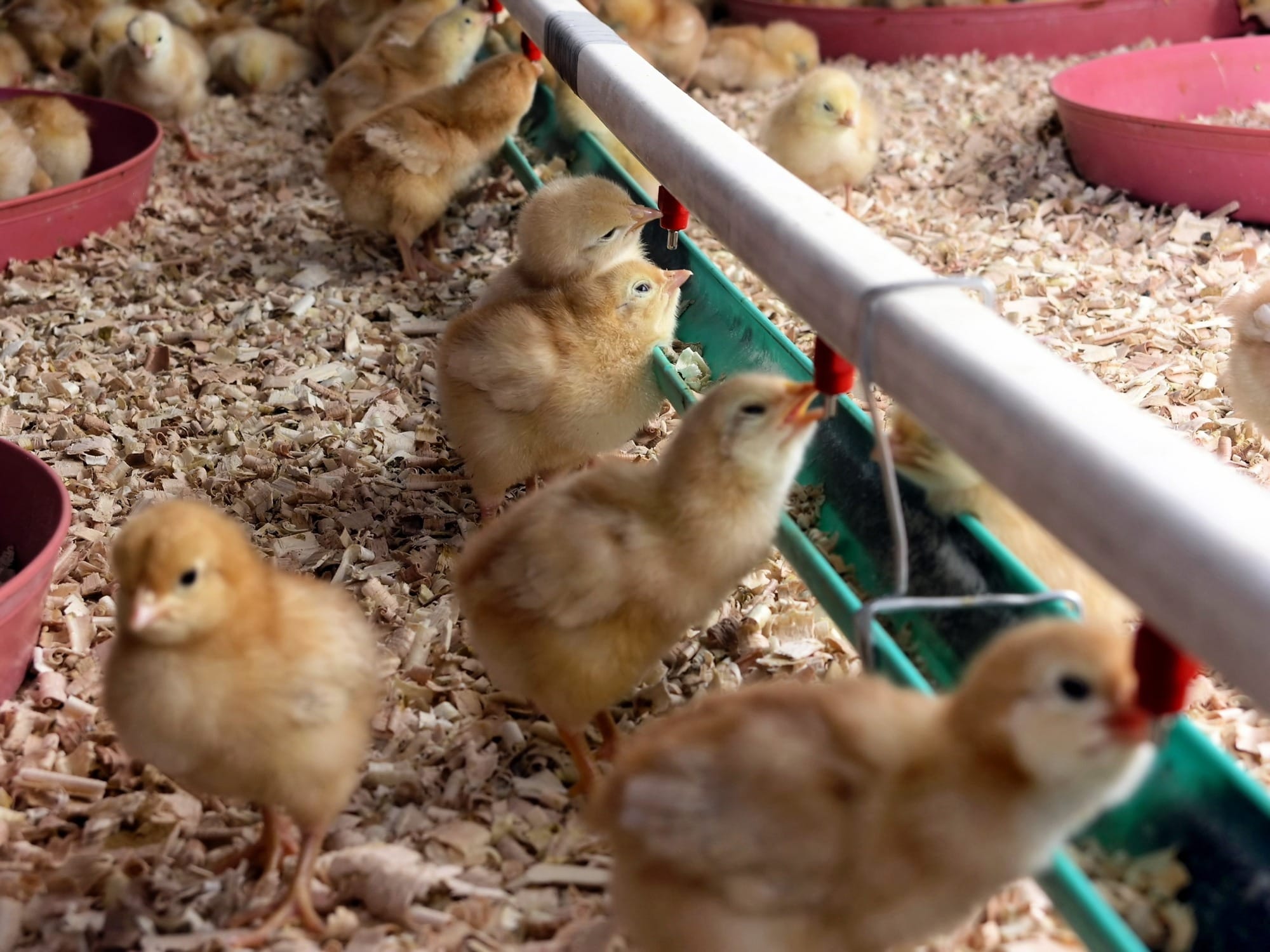 Antimicrobianos e anticoccidianos, o que devemos saber na hora de escolher? – por Eva Hunka