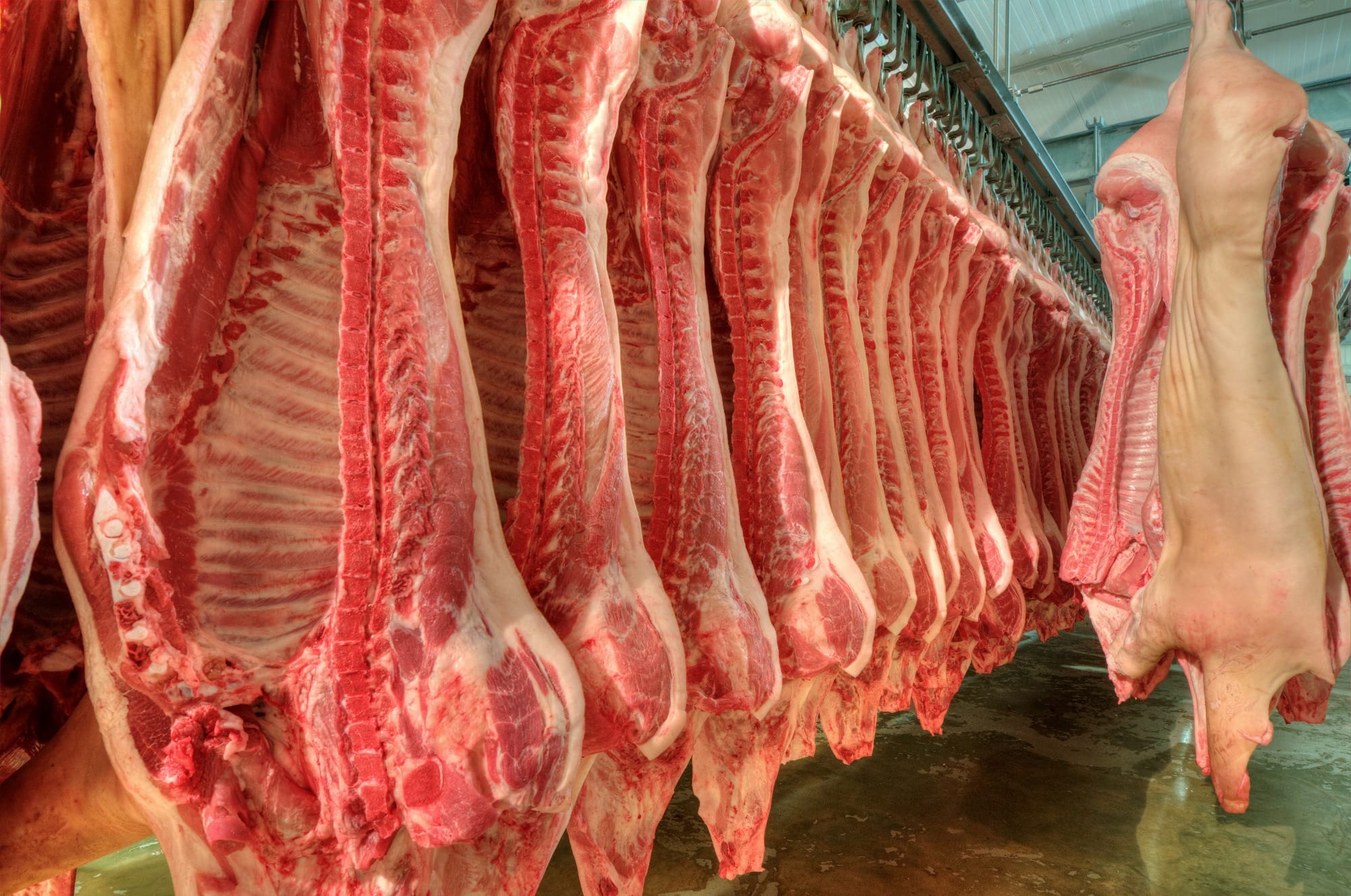 Plano argentino para aumentar exportação de carne suína em 30% ao ano