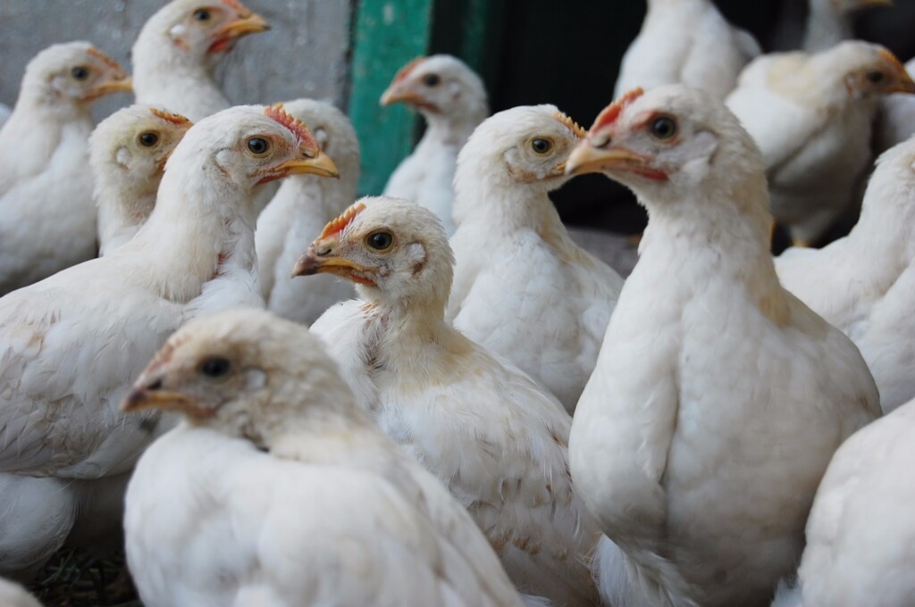 Japão abate 850.000 aves após surto de influenza aviária