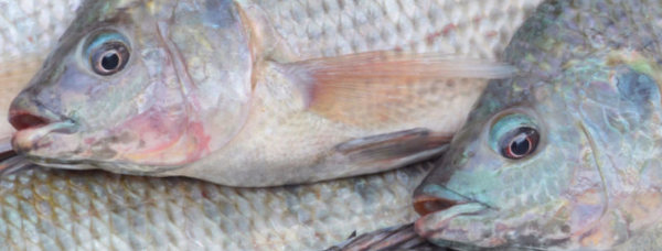 AveSui agrega equipamentos, tecnologias e pesquisas para piscicultura