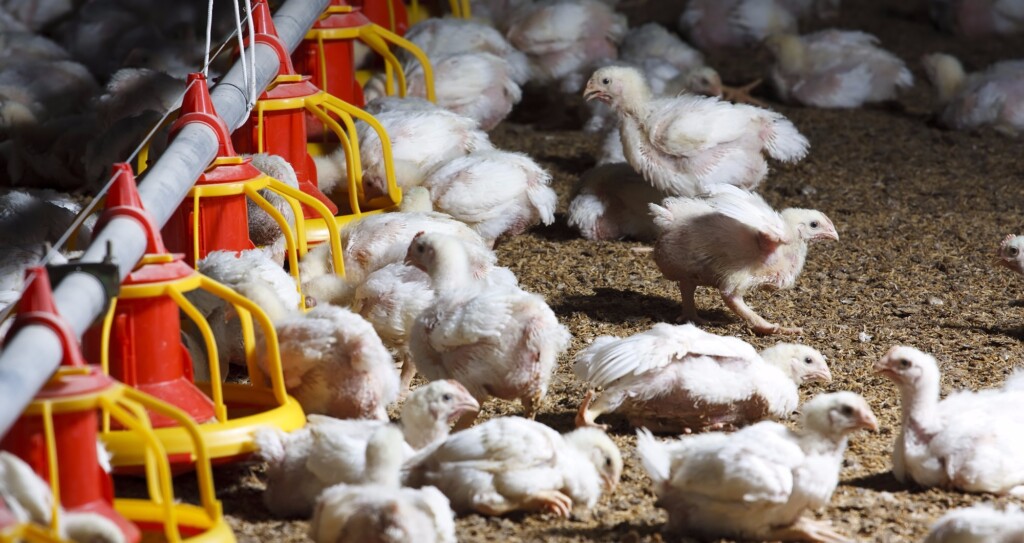 Custos de produção de frango registram aumento de 4,71% em março