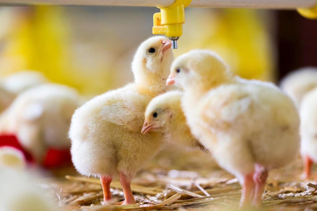 As três uniformidades da recria em reprodutoras pesadas