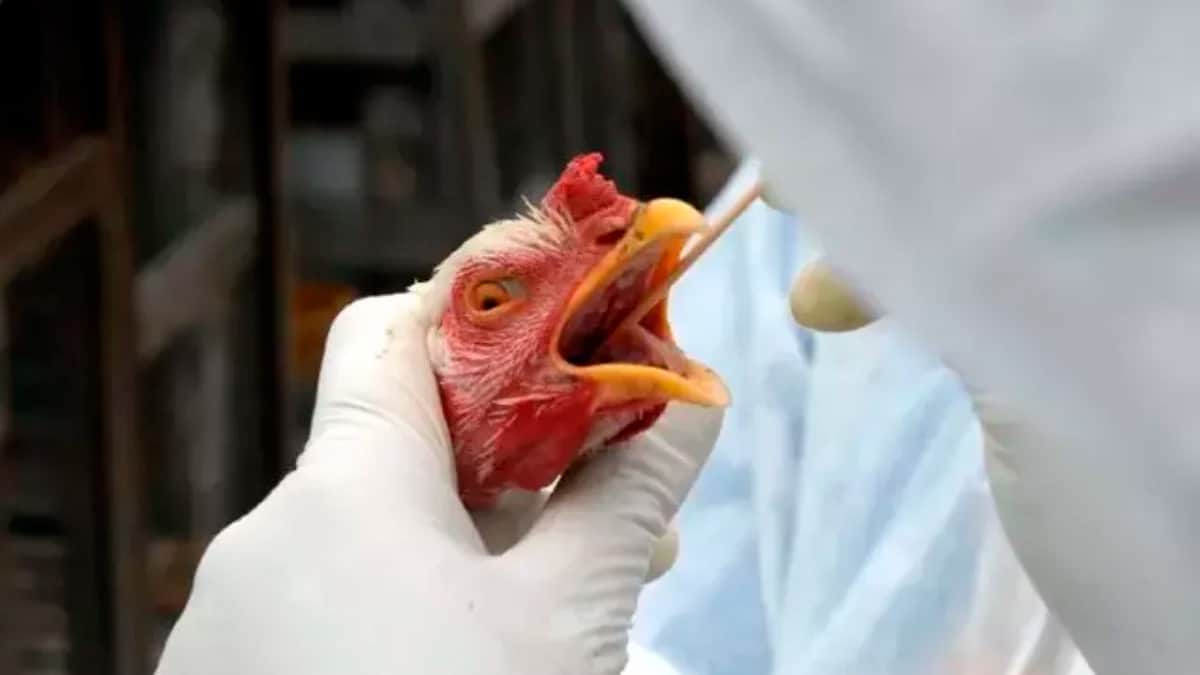 Estados declaram emergência zoossanitária por gripe aviária Estados declaram emergência zoossanitária por gripe aviária